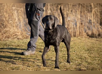 Joe Fritz - aktiver Familienhund - Tierhilfe Franken e.V.