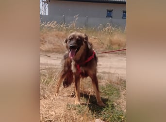 MAX - Traumhund sucht Traumzuhause