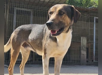 ROBI❤️zauberhafter, lieber Hundejunge, zurückhaltend und sozial