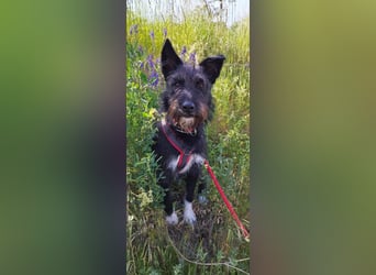 Süsse Phoebe sucht ihr Für-Immer-Zuhause!