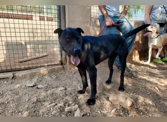 Perengano, traumhafter Shar Pei-Mix, freundlich verspielt und verkuschelt