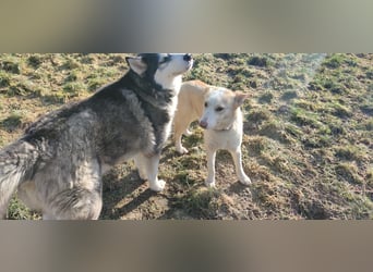 Hilde - wartet in der Eifel