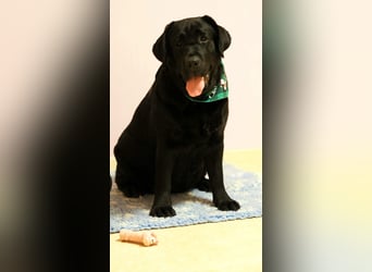 Traumhafte Labrador-Welpen suchen ein liebevolles Zuhause!