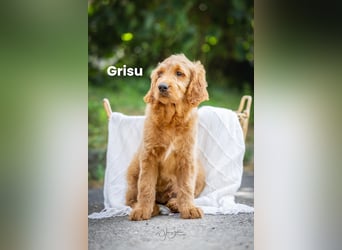 Goldendoodle mini Medium Doodle Abgabe ab jetzt