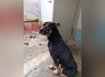 Baloo – liebevolle Anleiter zum Glücklichsein dringend gesucht!