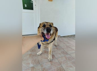 Sonnenschein Benji sucht sein Happy End, Schäferhund Mischling