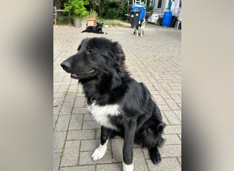 Lieb, Intelligent mit Charakter, Shollie Rude Kastriert