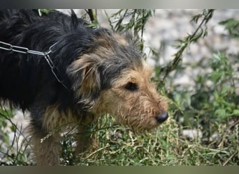 Klausi - Aktiver und lieber kleiner Rüde, ca. 2019 geboren, SEHR menschenbezogen!