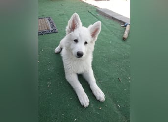 Welpen Weiße Schweizer Schäferhunde