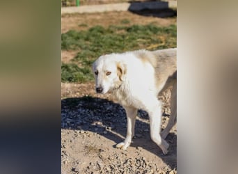 Vendy - schüchterne aber freundliche Kuvasz-Mix Hündin / zur Zeit noch in Rumänien