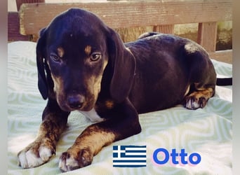 Otto, 01/25 - aktives Schlappohr sucht Familie