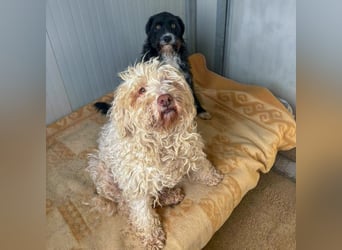 Dea - Wer gibt dieser Kuschelmaus ein Zuhause?