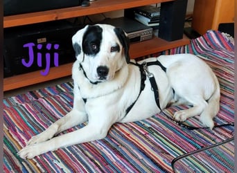 Jiji 07/2023 (in Deutschland) - sanfte und soziale, wundervolle Junghündin!