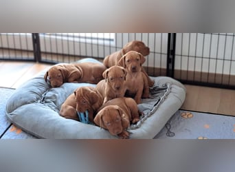 Magyar Vizsla Welpen reinrassig