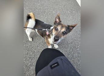 Milo - aktiver Senior sucht Zuhause