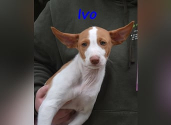 Ivo geb. 03/2025 (ESP) - verspielter Podenco Ibicenco Welpe!