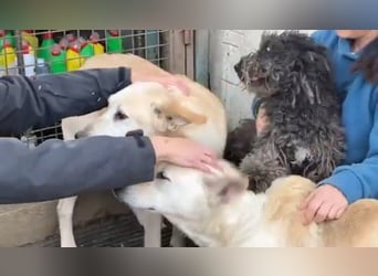 Zizegö, kleine Puli-Mischlingshündin freut sich auf eure Begegnung