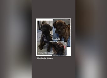 Deutsche Doggen Welpen US Linie Sonderfarben