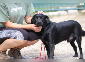 ROCKY - der liebe, aufgeschlossene Rüde kennt das Familienleben und träumt von einem lieben Zuhause
