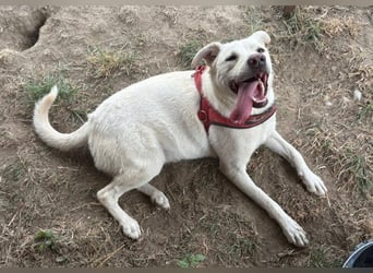 Jasmin- freundliche, menschenbezogene Labrador-Mix Hündin / zur Zeit noch in Rumänien