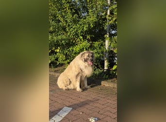 Max – Jung, klug, loyal