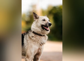 Sanfte Tika sucht liebevolles Zuhause