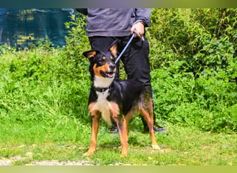 Jackie, Mix Jack Russel Terrier / Border Collie