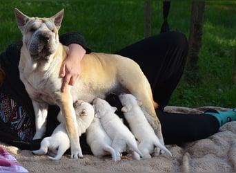 wunderschöne Shar Pei x Labrador Mix Welpen suchen Traumzuhause