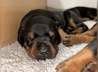 FCI Dobermann Welpe aus Championlinie – Nebula Nero di Angelo
