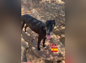 Lila,geb.03/22,anhängliches Galgo Mädel sucht ihre Familie