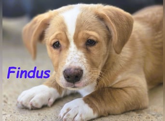 Findus 01/2025 (ESP) - kleiner Welpe sucht Unterstützung!