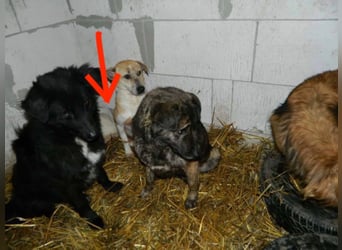  MILA ist mit Abstand das ärmste Hundemädchen, das wir kennengelernt haben