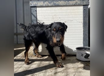Marko ein kleiner Jagdterrier