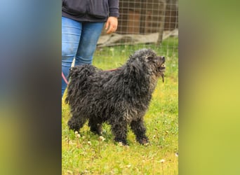 Bogáncs LM – Traumhund auf vier Pfoten sucht Herzensmenschen