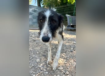 BIMBA-zartes Wesen mit dem besondern Funkeln in den Augen, liebenswürdig, freundlich sozial
