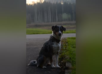 Wunderschöne Australien Shepherd Border Collie Welpen
