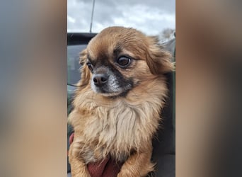 Wurfankündigung unserer Hündin " Bella " langhaar Chihuahua