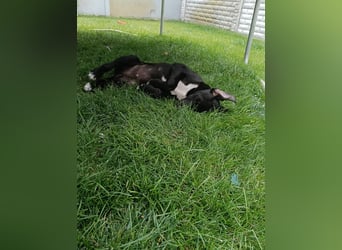 NERO - aufgeweckter Junge sucht Familie