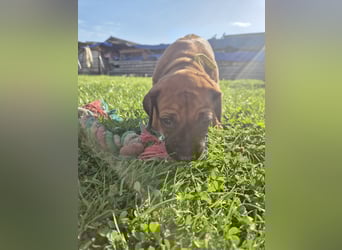 Ridgeback Welpen