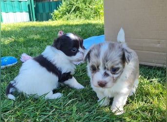 Bezaubernde Welpen aus Bolonka Zwetna und Pomeranian (Zwergspitz)