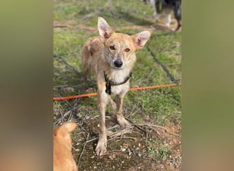 Kovu (Spanien) – ein kleiner, schüchterner Herzensbrecher