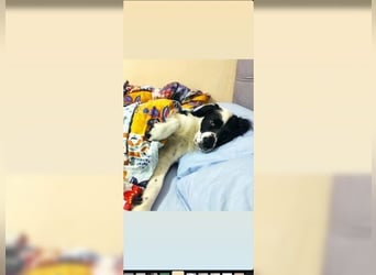 Lutz, ein aktiver, liebevoller Familienhund