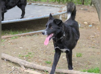 Freundlicher LEWI ist ein absoluter Gute-Laune-Hund