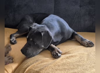 Süße Labradorwalmaraner/ American bully (pocket) Mix