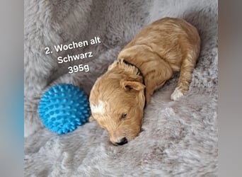 Maltipoo Welpen