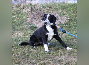 Peaches - Körbchen zum Glücklichsein gesucht