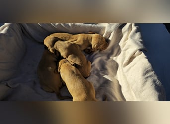 Magyar Vizsla Welpe