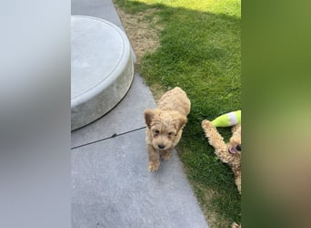 Maltipoo - Welpen - Rüden und Hündin