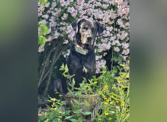 Labradorhündin sucht ein Zuhause