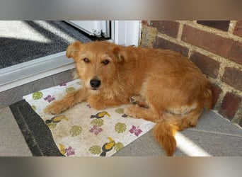 ZARA ❤️ ein süßer Schatz, Pflegefamilie Elsdorf